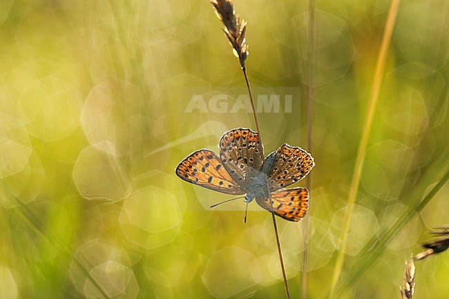 Bruine vuurvlinder / Sooty Copper (Lycaena tityrus) stock-image by Agami/Wil Leurs,
