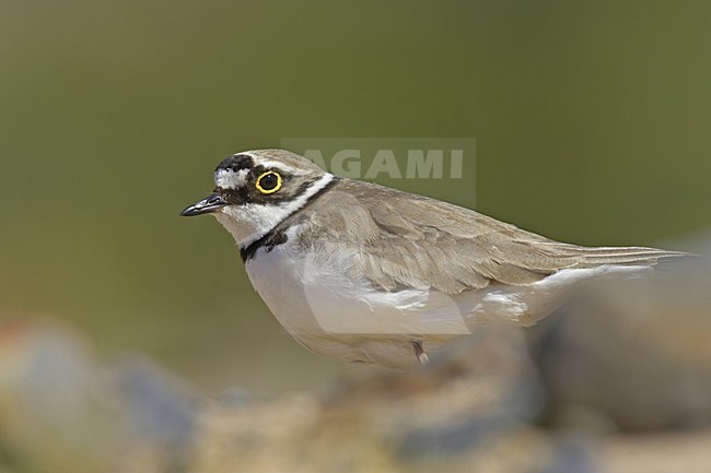 Little Ringed Plover standing; Kleine Plevier staand stock-image by Agami/Jari Peltomäki,