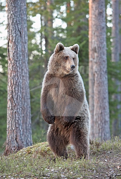 Bruine Beer, Brown Bear, Ursus arctos stock-image by Agami/Jari Peltomäki,