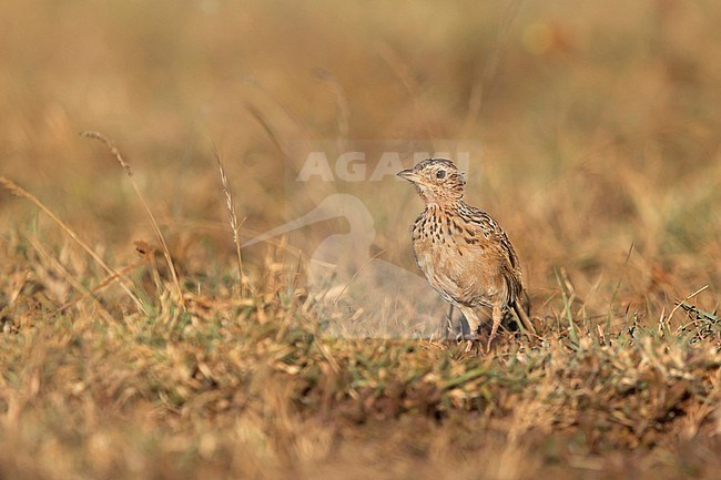 The Archer's Lark (Heteromirafra archeri) is one of the rarest Larks in Africa with restricted and fragmentated range in Ethiopia and Somalia. Probably there are less than 100 birds left. It is critically endangered mostly by overgrazing, agriculture and due to climate change. stock-image by Agami/Mathias Putze,