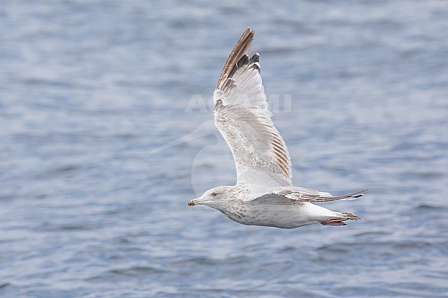 Immature (3 cy) Herring gull (Larus argentatus), argenteus subspecies, flying against a blue background in Brittany, France. stock-image by Agami/Sylvain Reyt,