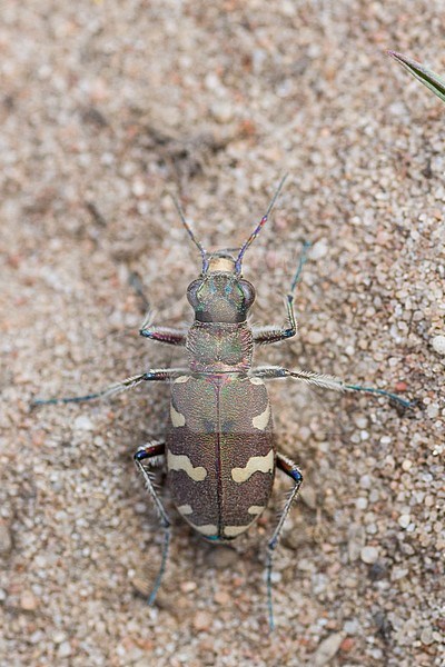 Cicindela hybrida - Northern dune tiger beetle - Dünen-Sandlaufkäfer, Germany (Rheinland-Pfalz), imago stock-image by Agami/Ralph Martin,