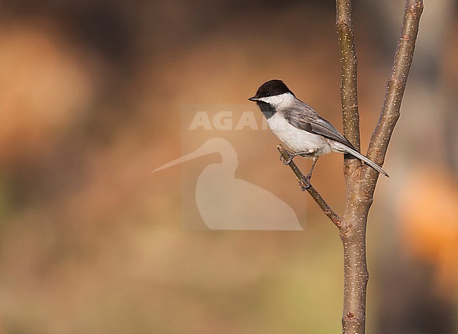 Sombre Tit - Trauermeise - Poecile lugubris ssp. anatoliae, Turkey stock-image by Agami/Ralph Martin,