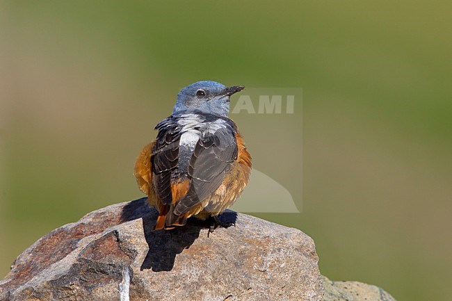 Volwassen mannetje Rode Rotslijster; Adult male Rufous-tailed Rock Thrush stock-image by Agami/Daniele Occhiato,