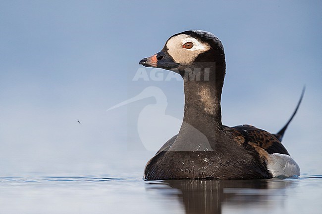 Long-tailed Duck (Clangula hyemalis), adult male swimming in a pond stock-image by Agami/Saverio Gatto,