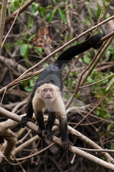 Portrait of an aggressive white-faced capuchin monkey, Cebus capucinus. Curu Wildlife Reserve, Costa Rica. stock-image by Agami/Sergio Pitamitz,
