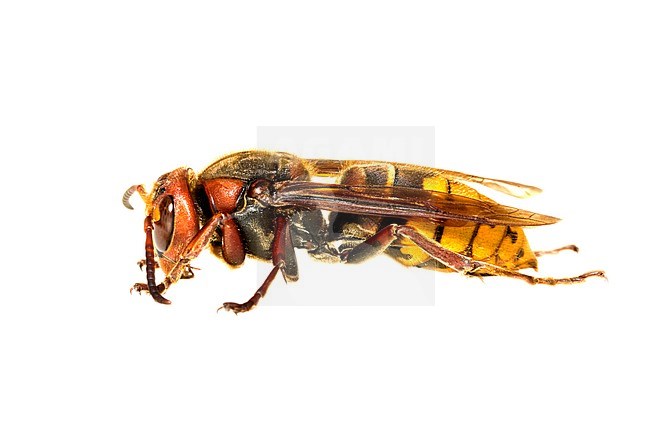 Hornet, Hoornaar, Vespa crabro stock-image by Agami/Wil Leurs,
