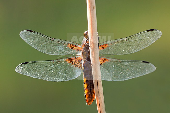 Platbuik, Broad-bodied Chaser stock-image by Agami/Theo Douma,