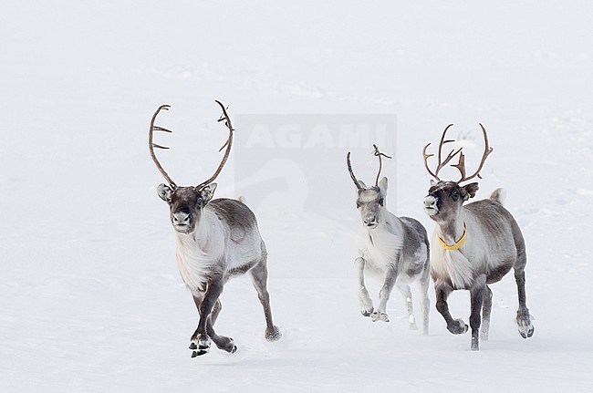 Reindeer (angifer tarandus tarandus) Utsjoki Finland February 2020 stock-image by Agami/Markus Varesvuo,