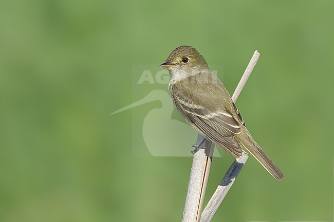 Adult
St. Louis Co., MN
June 2020 stock-image by Agami/Brian E Small,