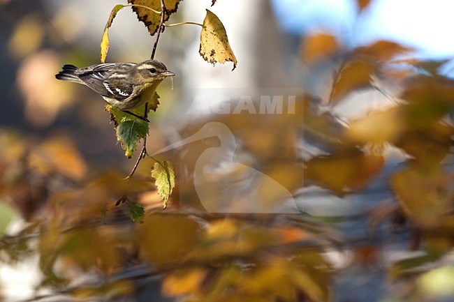 Eerste winter Sparrenzanger; First winterBlackburnian Warbler stock-image by Agami/Martijn Verdoes,