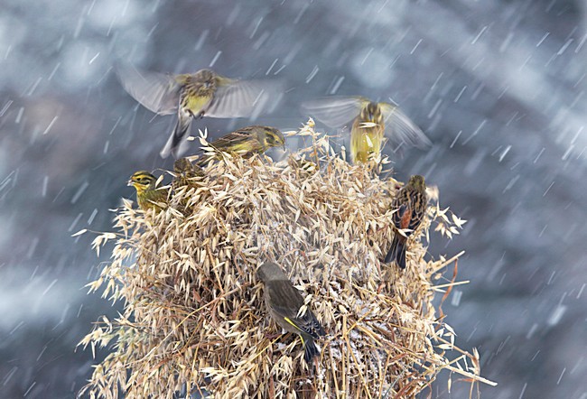Geelgors, Yellowhammer, Emberiza citrinella stock-image by Agami/Jari Peltomäki,