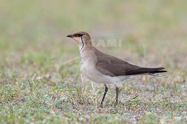 Vorkstaartplevier; Black-winged Pratincole; Glareola nordmanni stock-image by Agami/Daniele Occhiato,