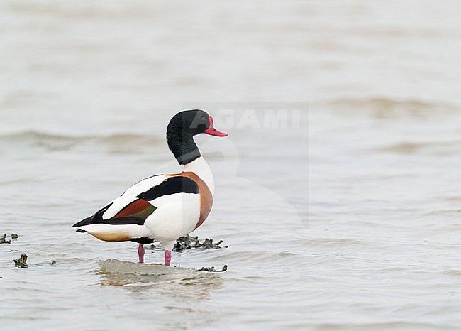 Adult Common Shelduck (Tadorna tadorna) standing in low water stock-image by Agami/Ran Schols,