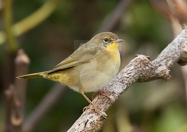 First-winter female Common Yellowthroat (Geothlypis trichas) perched on a branch in the Middle Fields on the island of Corvo in the Azores, Portugal. Autumn vagrant from North America. stock-image by Agami/David Monticelli,