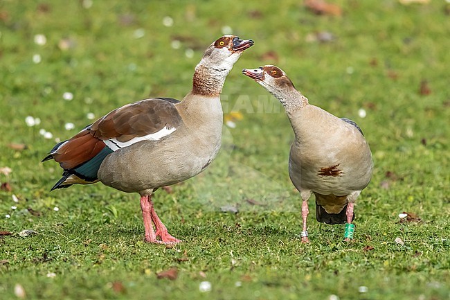 Adult male & female  Egyptian Goose (Alopochen aegyptiacus) walking on grass in Maelaerts Lake, Wolluwe Saint Lambert, Brussels, Brabant, Belgium. stock-image by Agami/Vincent Legrand,