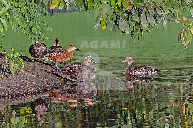 Spotted Whistling Duck, Dendrocygna guttata, swimming in a lagoon in Papua New Guinea. Pacific black duck (Anas superciliosa standing on the shore. stock-image by Agami/Pete Morris,