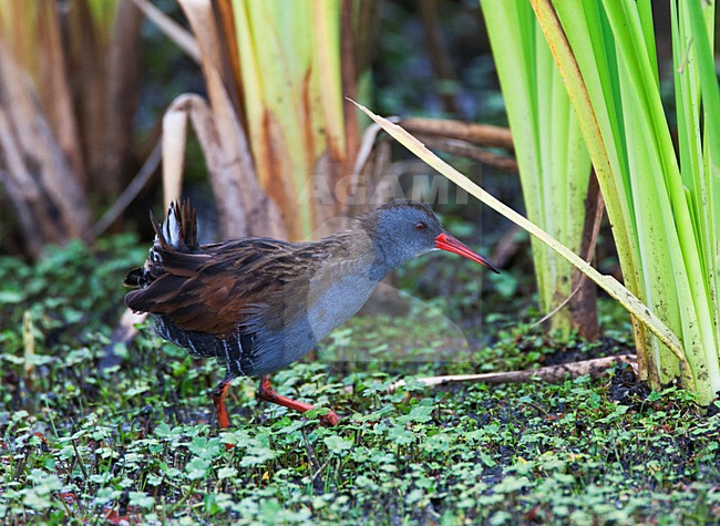BogotÃ¡waterral in moerasgebied; Bogota Rail in wetland habitat stock-image by Agami/Marc Guyt,