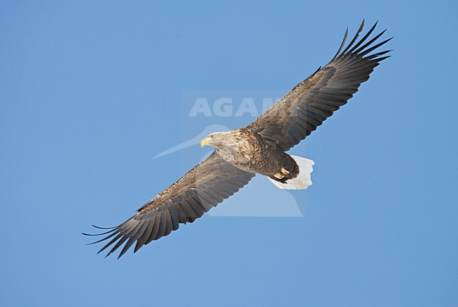 Zeearend volwassen vliegend; White-tailed Eagle adult flying stock-image by Agami/Marc Guyt,