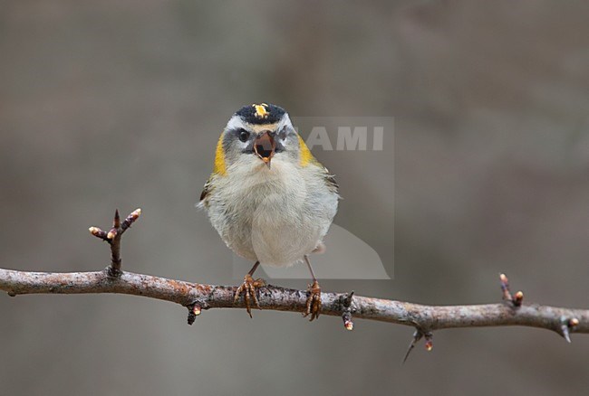 Firecrest, Vuurgoudhaan, Regulus ignicapilla stock-image by Agami/Hugh Harrop,