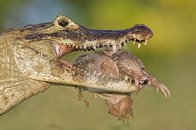 Brilkaaiman met Gordeldier, Spectacled Caiman with Armadillo stock-image by Agami/Bence Mate,