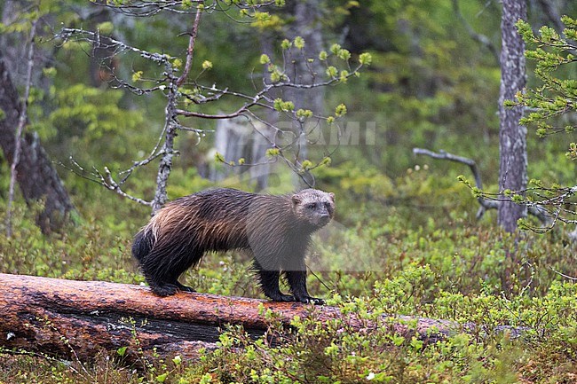 A wolverine, Gulo gulo, standing on a dead log. Kuhmo, Oulu, Finland. stock-image by Agami/Sergio Pitamitz,