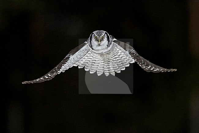 Jagende Sperweruil, Northern Hawk Owl hunting stock-image by Agami/Jari Peltomäki,