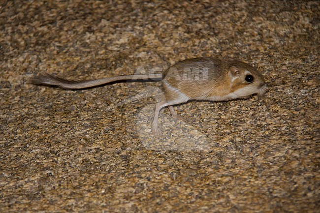 Merriams kangoeroegoffer, Merriam's kangaroo rat stock-image by Agami/Martijn Verdoes,