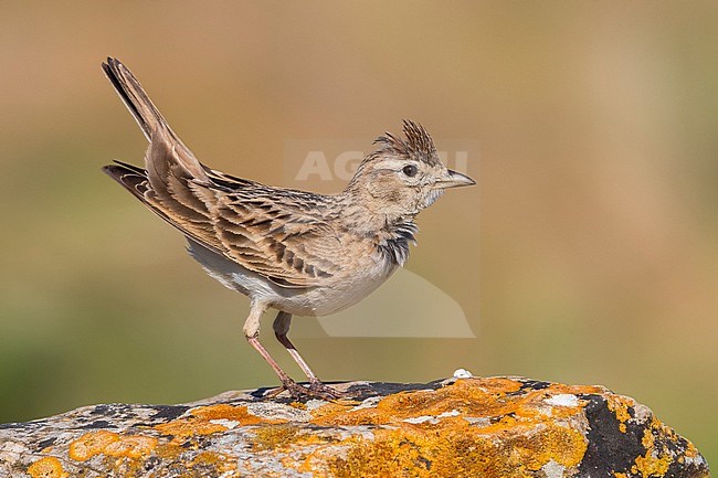 Short-toed Lark; Calandrella brachydactyla stock-image by Agami/Daniele Occhiato,