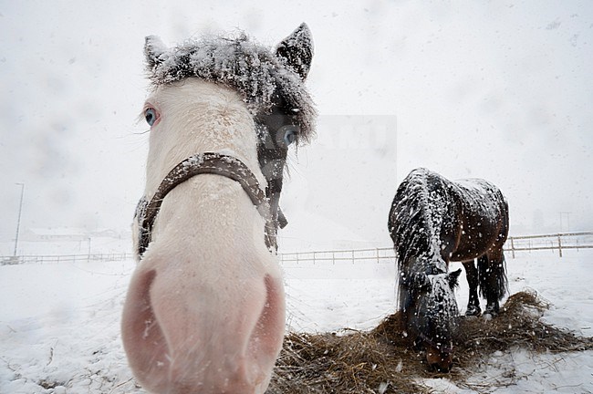 Two horses, one with blue eyes, in a snow shower. Gausvik, Troms, Norway. stock-image by Agami/Sergio Pitamitz,