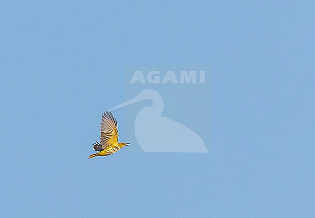 Female (type) Indian Golden Oriole (Oriolus kundoo) flying overhead in citypark in New Delhi, India. stock-image by Agami/Marc Guyt,