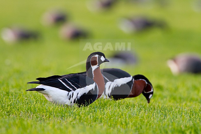 Roodhalsganzen in weiland, Red-breasted Geese in meadow stock-image by Agami/Menno van Duijn,