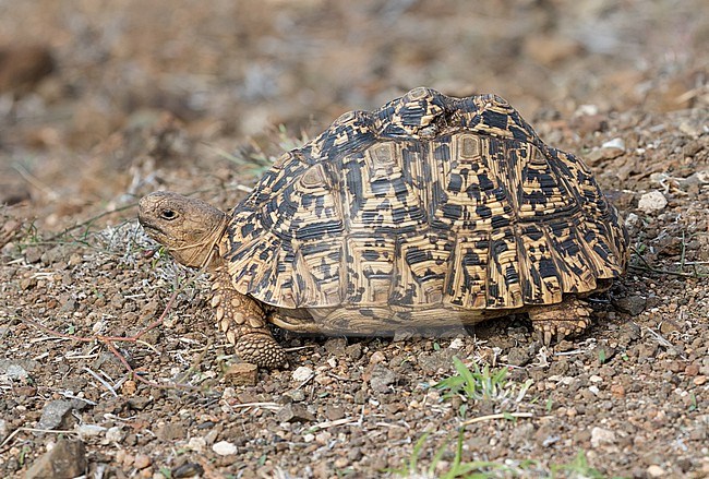 Leopard tortoise (Stigmochelys pardalis) in South Africa. A large and attractively marked tortoise found in the savannas of eastern and southern Africa,. stock-image by Agami/Pete Morris,