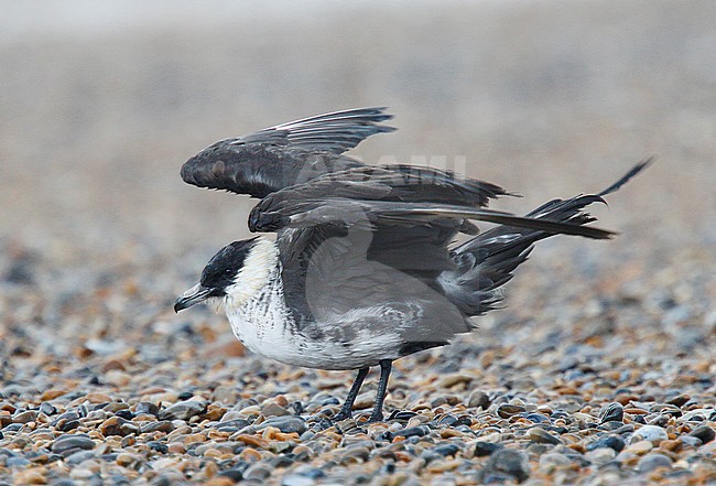 Adult Pomarine Skua (Stercorarius pomarinus), Cley, Norfolk, standing on the beach during autumn. stock-image by Agami/Steve Gantlett,