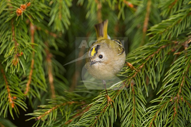 Goldcrest - Wintergoldhähnchen - Regulus regulus ssp. regulus, Germany stock-image by Agami/Ralph Martin,