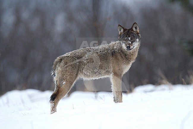 Wild European Wolf (Canis lupus) in snow covered Polen. stock-image by Agami/Han Bouwmeester,