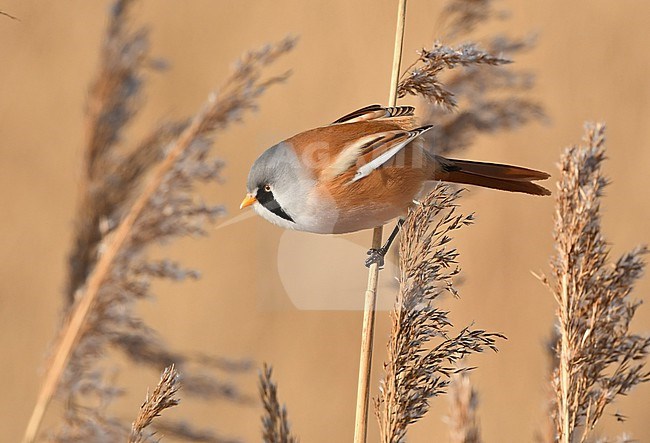 Panurus biarmicus stock-image by Agami/Eduard Sangster,