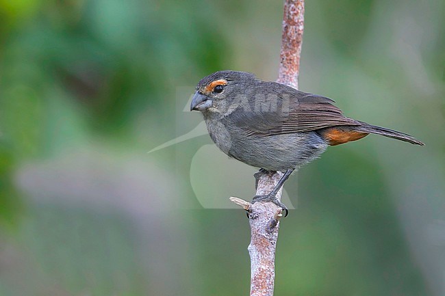 Female Greater Antillean Bullfinch (Loxigilla violacea violacea) perched in a bush on the Bahamas. stock-image by Agami/Dubi Shapiro,