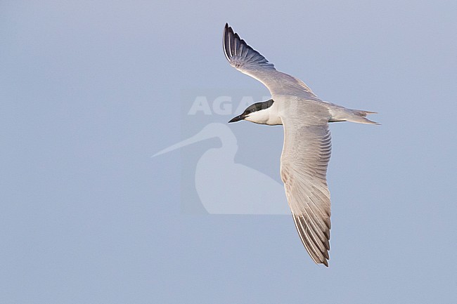 Gull-billed Tern (Gelochelidon nilotica), adult in flight seen from the above stock-image by Agami/Saverio Gatto,