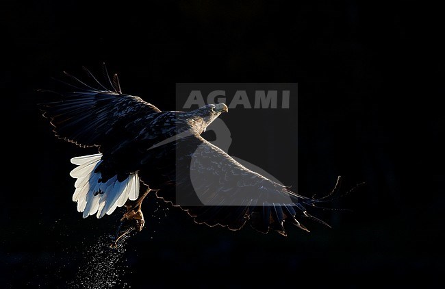 Adult White-tailed Eagle (Haliaeetus albicilla) in flight in a fjord in north Norway. Active hunting for fish. stock-image by Agami/Markus Varesvuo,