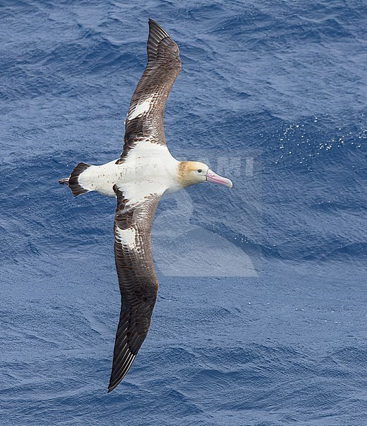 Adult Short-tailed Albatross (Phoebastria albatrus) at sea off Torishima island, Japan. Also known as Steller's albatross. stock-image by Agami/Marc Guyt,