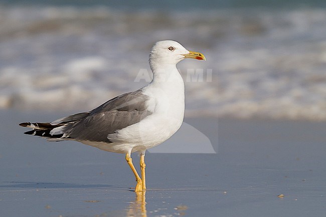 Steppe Gull - Barabamöwe - Larus barabensis, Oman, adult stock-image by Agami/Ralph Martin,