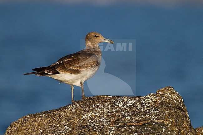 Sooty Gull - Hemprichmöwe - Larus hemprichii, Oman, 2nd cy stock-image by Agami/Ralph Martin,