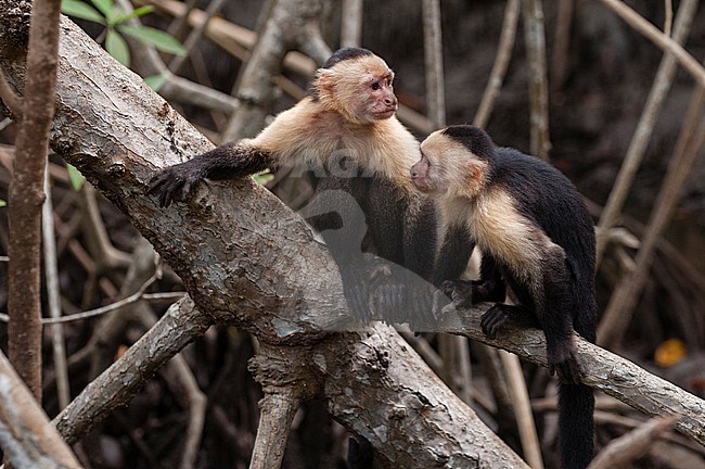 A pair of white-faced capuchin monkeys, Cebus capucinus, interacting. Curu Wildlife Reserve, Costa Rica. stock-image by Agami/Sergio Pitamitz,