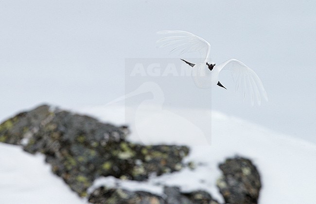 Mannetje Alpensneeuwhoen roepend in de vlucht, Male Rock Ptarmigan calling in flight stock-image by Agami/Markus Varesvuo,