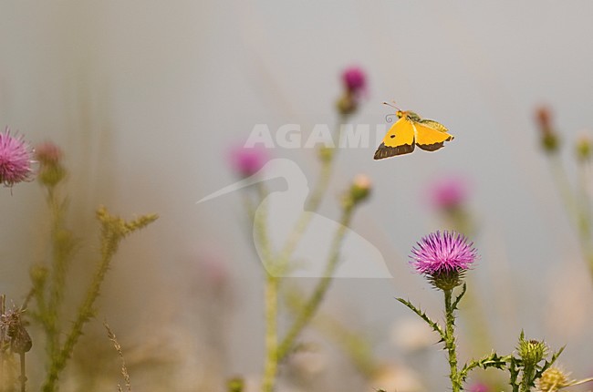 Vliegende Oranje luzernevlinder, Flying Clouded Yellow stock-image by Agami/Rob de Jong,
