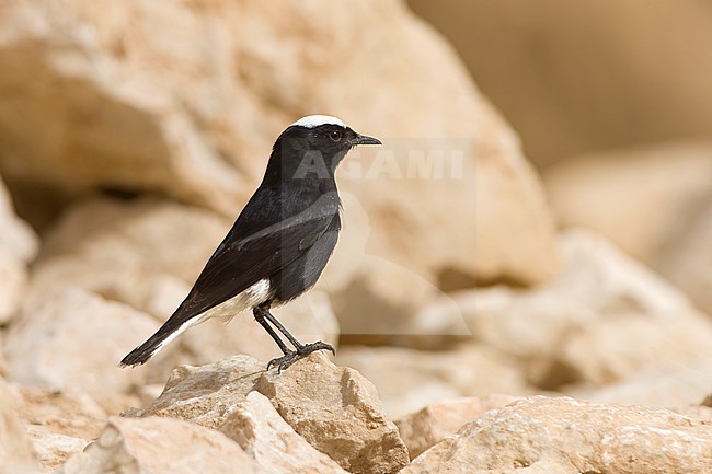A male White-tailed Wheatear (Oenanthe leucopyga) is seen sitting on a rock. stock-image by Agami/Jacob Garvelink,