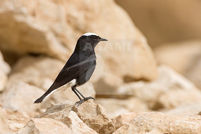A male White-tailed Wheatear (Oenanthe leucopyga) is seen sitting on a rock. stock-image by Agami/Jacob Garvelink,