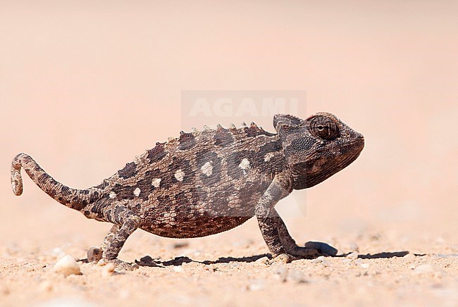 Namaqua Chameleon (Chamaeleo namaquensis) walking on the ground in Namibian desert. stock-image by Agami/Jacob Garvelink,