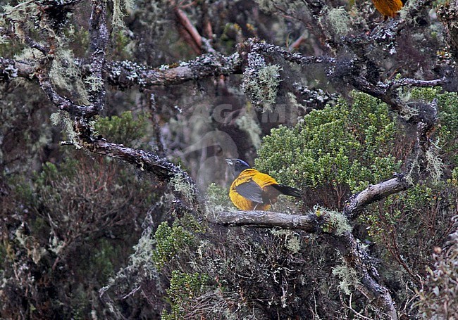 Golden-backed Mountain tanager (Cnemathraupis aureodorsalis) is an endangered species of bird in the tanager family. This large and brightly colored tanager is endemic to elfin forests in the Andean highlands of central Peru. It is threatened by habitat loss. stock-image by Agami/Pete Morris,
